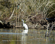 Aigrette blanche_5231.jpg